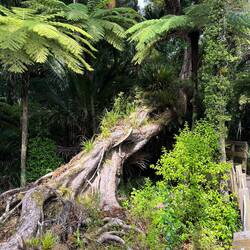 Fast liegender Kaori