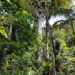 Versteckter sehr großer Kaori