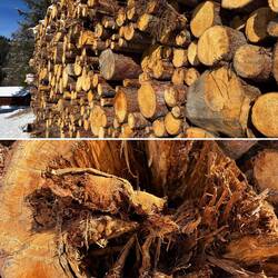 Frisch geschlagenes Holz - wie es riecht!