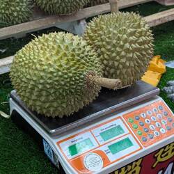 Too much durian