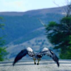 Er war gerade auf der Straße am Fressen, als wir kamen