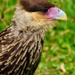 ... lustigen Mitbewohnern!