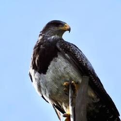 Blaubussard/Kordillerenadler/Aguja
