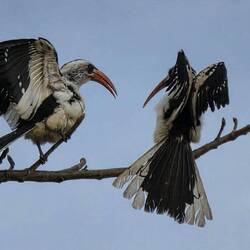 A Hornbill couple having a serious discussion