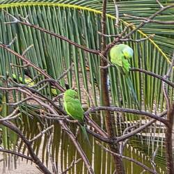 Parrots in the trees