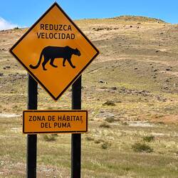 überall Puma Schilder... aber sie schlafen tagsüber. Noch keinen gesehen