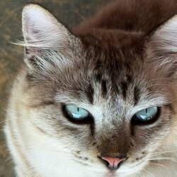 Beautiful eyes you just want to swim in.