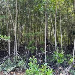 Mangroves accompanied us for a long stretch - the trees looking like they could walk into the road