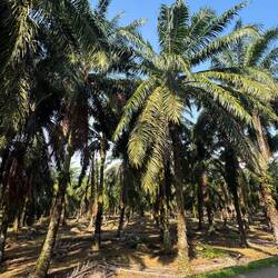 Palm oil plantations went on relentlessly either side of us.