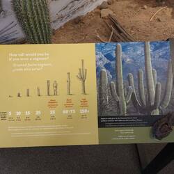 Wie groß wirst Du als Saguaro.