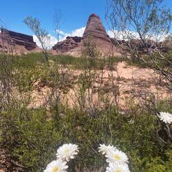 El Obilisco und Kakteenblüten