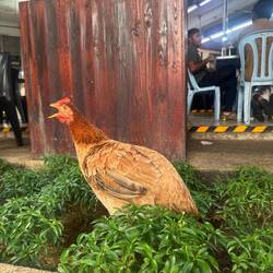 Urban chicken clucking away, safe outside Ghandi's veggie restaurant!