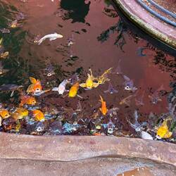 Kois, die nach Futter betteln