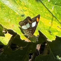 cracker butterfly, genus Hamadryas — most likely Hamadryas feronia (the variable cracker)