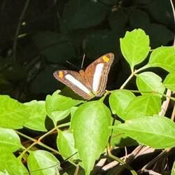 cracker butterfly, genus Hamadryas — most likely Hamadryas feronia (the variable cracker)