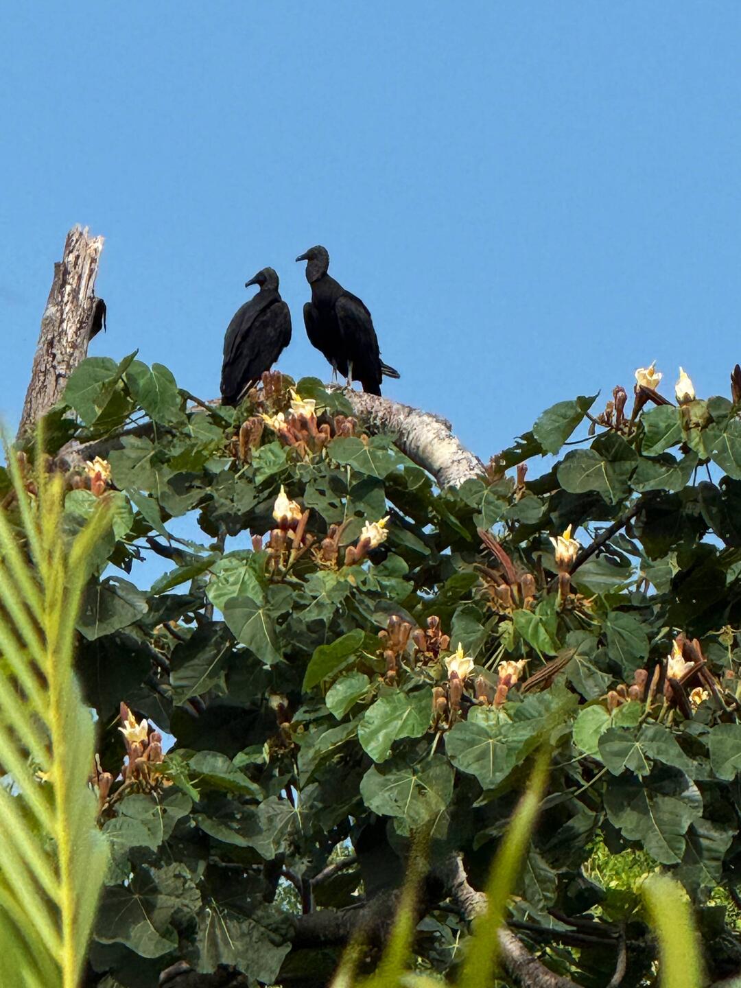 black vulture (Coragyps atratus)