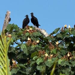 black vulture (Coragyps atratus)