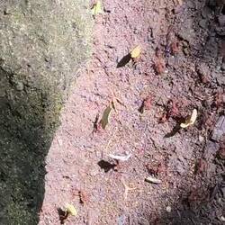 leafcutter ants — specifically Atta species (most likely Atta cephalotes)