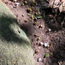 leafcutter ants — specifically Atta species (most likely Atta cephalotes)