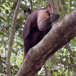 white-faced capuchin (Cebus capucinus)