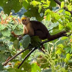 white-faced capuchin (Cebus capucinus)