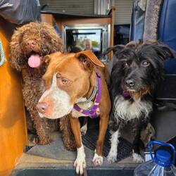 Hundebesuch. Meinen beiden hat das gar nicht gefallen. Selma hat das Sofa aggressiv verteidigt.