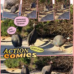 Gesellige Camp-Bewohner