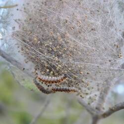 Kieferprozessionsspinner 😱, momentan noch im Gespinnst.