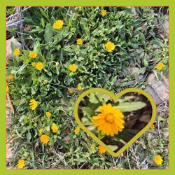 Acker-Ringelblume ( Caluna Arvensis).