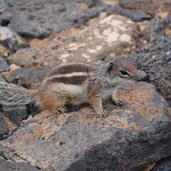 Diese putzigen kleinen Tierchen sind mega zutraulich
