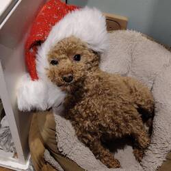 Getting in the Christmas spirit