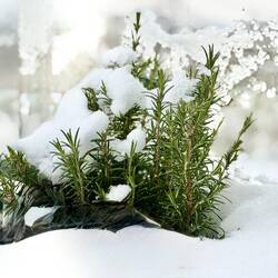 Halte durch mein Rosmarin 😍