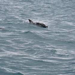 Dolphin!
