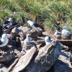 Schwarzbrauenalbatros