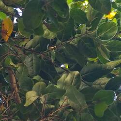 Die Hängematten hängen am Boldo-Baum, den es nur in Chile gibt.
