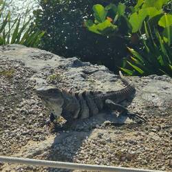 Eidechsen haben wir ganz viele getroffen