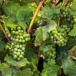 Auch hier gibt es hervorragenden Wein - die Gegend um Blenheim ist für seine Weissweine bekannt