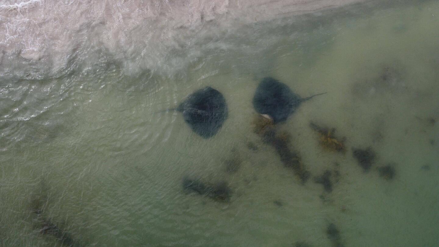 Stachelrochen am Hamelin Bay Beach