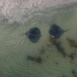 Stachelrochen am Hamelin Bay Beach