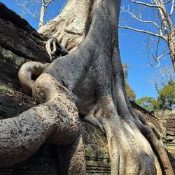 Ta Prohm