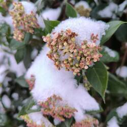 Lorbeerblättriger Schneeball