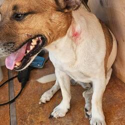 Achim wurde gebissen. Jetzt ist er ganz traumatisiert. 😪