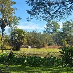 Kuh mit zwei Kälbern