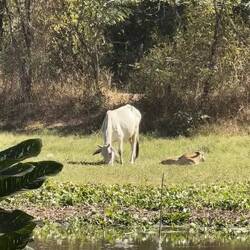 Kuh mit zwei Kälbern