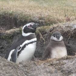 Magellanpinguin mit Jungem
