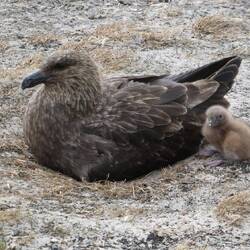 Skua mit Küken