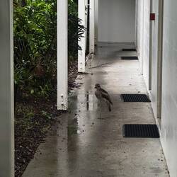 Die Vögel erwarten uns am Hotel 🐦‍⬛🐦‍⬛