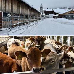 Bauernhofidylle bei Bernhard