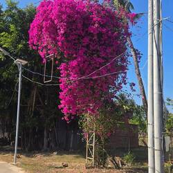 A brilliant show down a dusty side road
