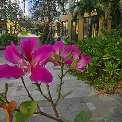 These flowering trees line the walkway to the pool and restaurant